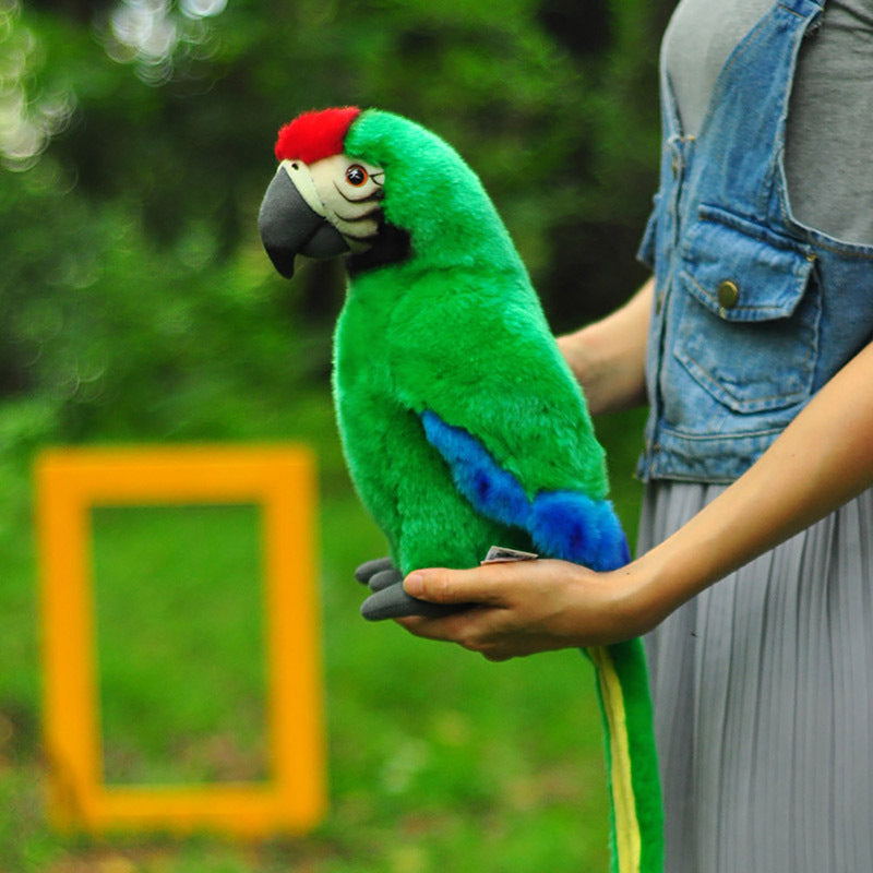 Scarlet Macaw