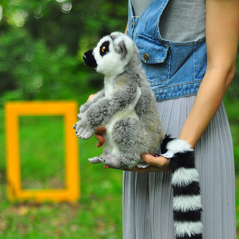 Ring-tailed Lemur