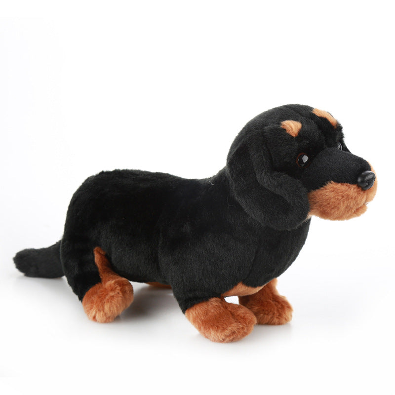 Dachshund