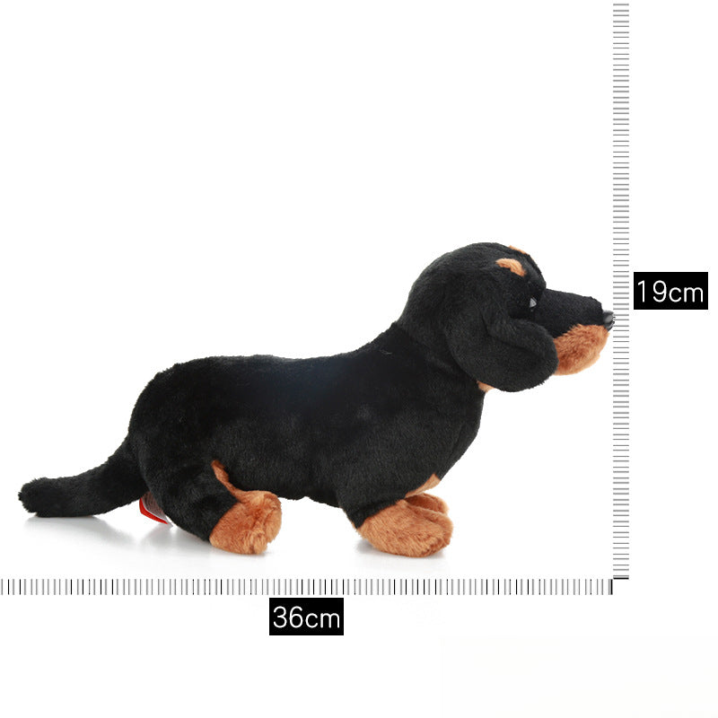 Dachshund