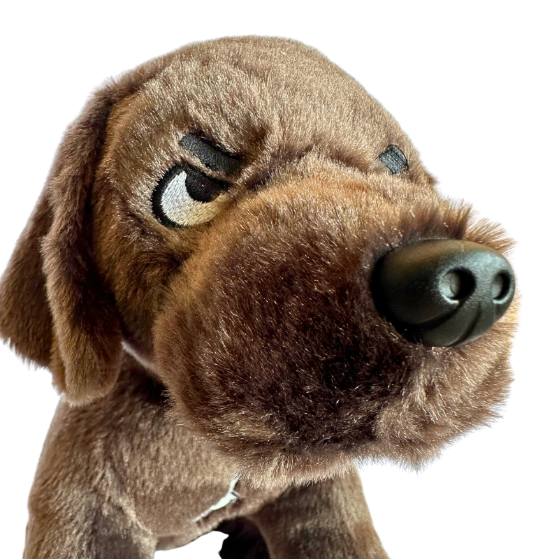 Dunkin The Knife Dog