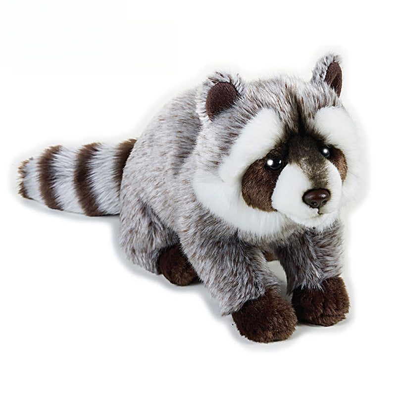 Racoon